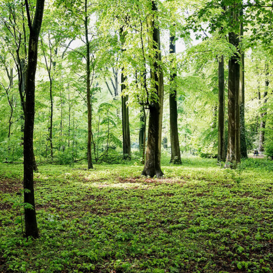 Forest of trees with greenery on the ground.